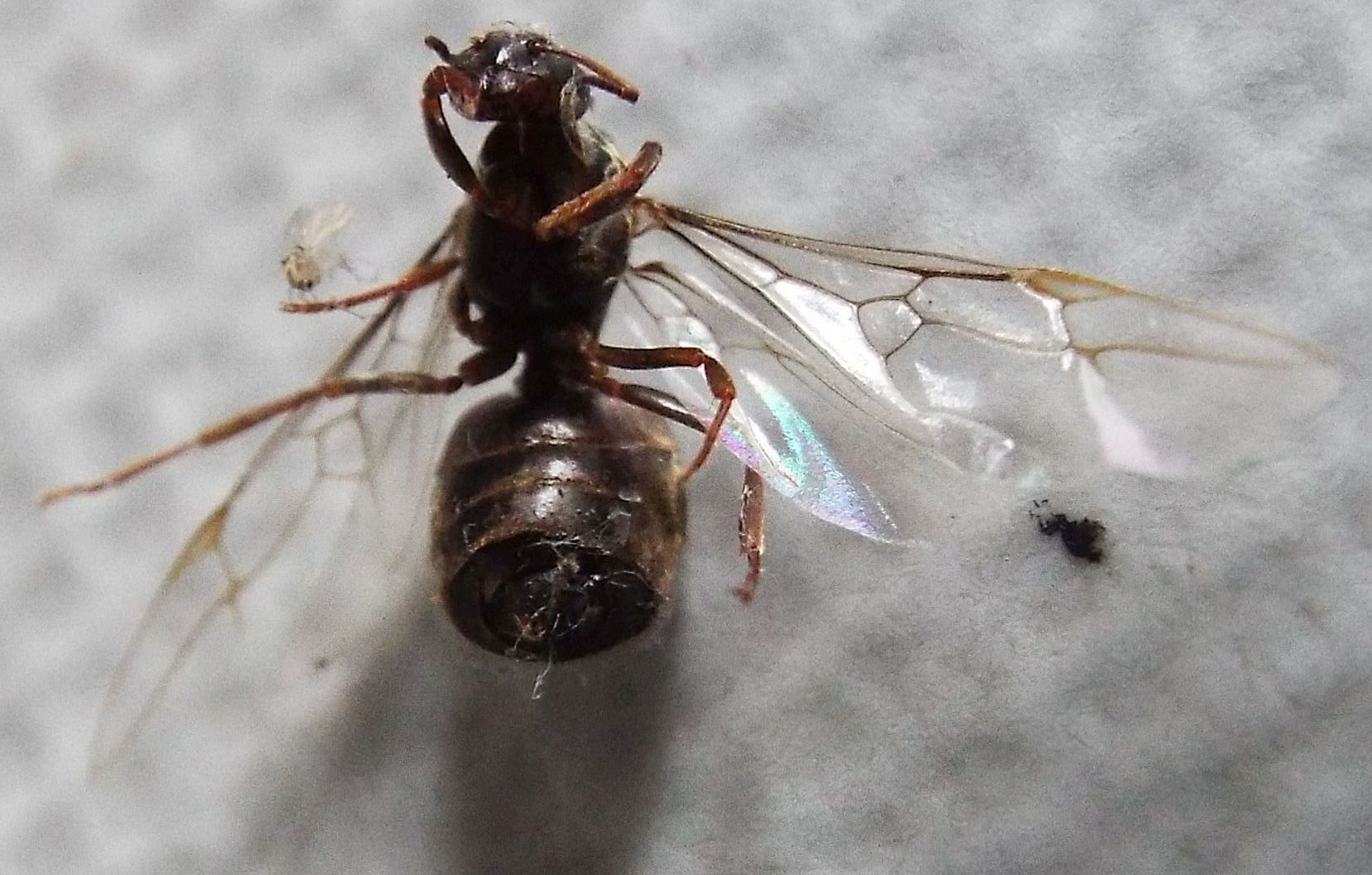 Regina di Lasius cfr. niger nella tela di un ragno.